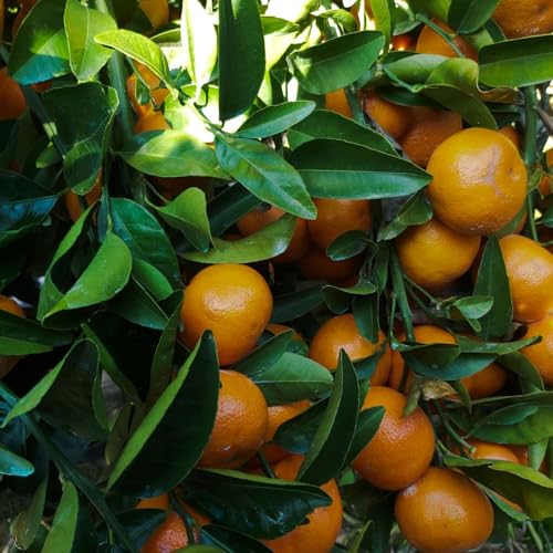 『TFL BLOG | The Practice and Promise of First Fruits』のカバーアート