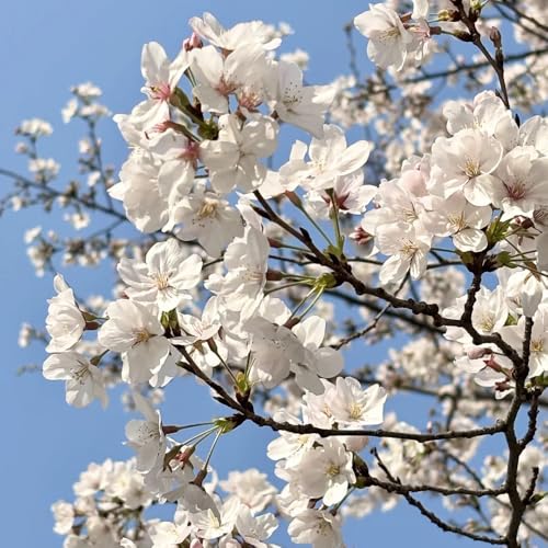 semillas de cerezo Variedades antiguas flores silvestres perennes resistentes Invernadero Balcón Plantas exóticas Resistentes 50pcs