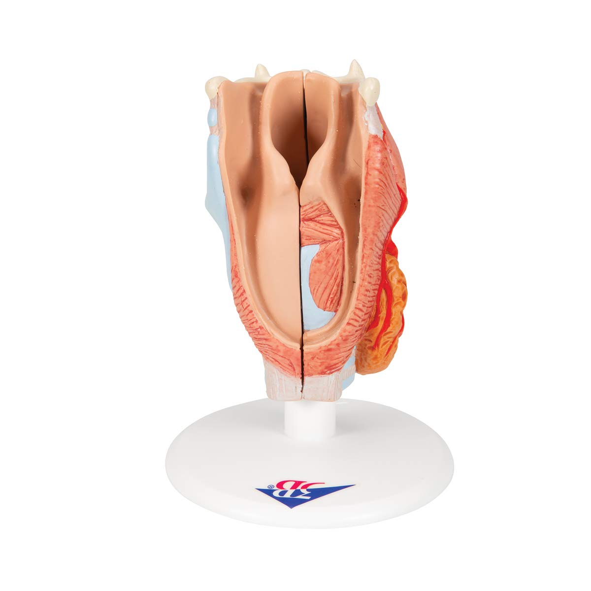 3B Scientific G22 Modello di Anatomia Umana Laringe, in 2 Parti + software gratuito di anatomia - 3B Smart Anatomy