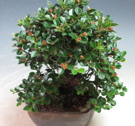 Amazon.co.jp: 盆栽 実付き！紅紫檀/ベニシタンの鉢植え盆栽（3461