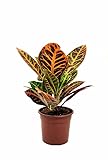 DECOALIVE Crotón Petra Codiaeum Variegatum Planta Natural de Interior