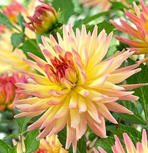 Dahlia Decorative 'Mon Amour' WPC Prins Quality Bulb/Tuber Pack x1