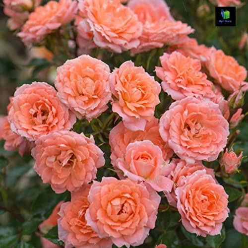 See full amazon price history chart for Mphmi Nurseryplant Miniature Rose, Button Rose (Peach) - Plant Mphmi Nurseryplant Miniature Rose, Button Rose (Peach) - Plant (B09NMJ85NT) Amazon Price History, Amazon Price Tracker