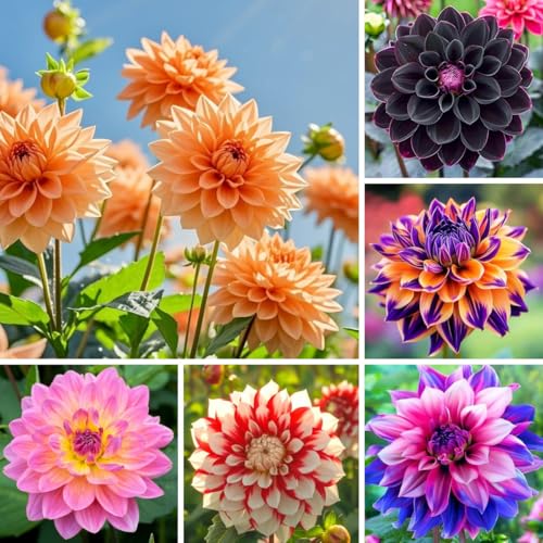 300PCS Mixed Dahlia pinnata Seeds for Planting Premium Large Bloom Varieties Vibrant Double & Decorative Flowers Hardy Perennial Easy-to-Grow Cut Flowers for Garden Beds Borders & Bouquets
