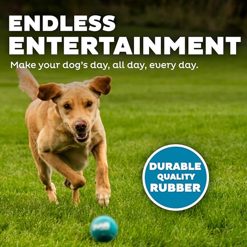 Dog fetching squeaker ball outdoors