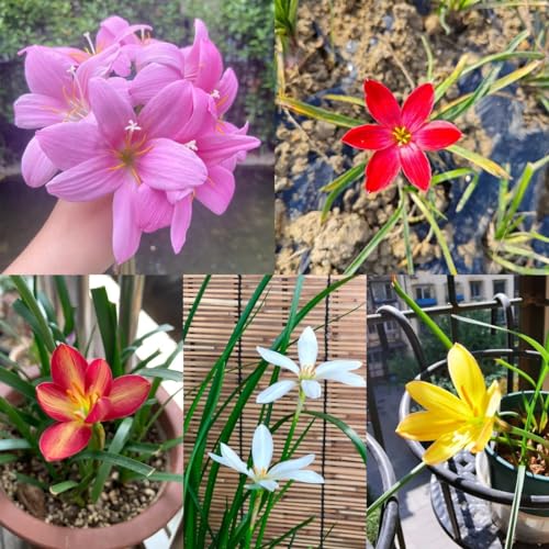 18 piezas bulbos de zephyranthes Prado florido perenne, jardín de regalos, Zephyranthes cándida Serie de plantas raras Bulbos de flores de primavera, bonsái de interior Plantas de