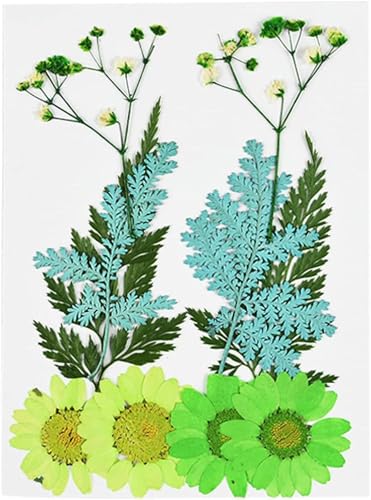 Flor seca pequeña para prensado decoración DIY miniatura 4