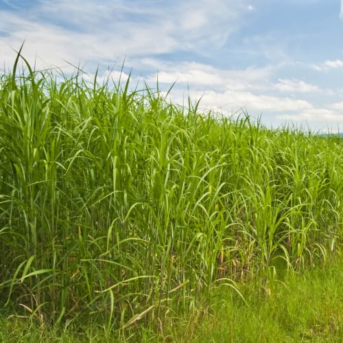 Outsidepride Switchgrass Seed - 1 lb. Perennial Hardy Drought & Flood Tolerant Native Grass Seed Ideal Fast-Growing Grasses for Erosion Control Wildlife Forage & Food Plots Thrives in Poor Soil
