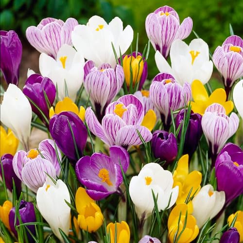 Riesen Krokusse Zwiebeln Mischung, 50 exklusive Blumenzwiebeln, Mix von 5 Sorte aus Holland, echte Winterharte und mehrjährig Krokus Knollen/Blumen/Zwiebel (kein Samen) für Garten, Töpfe und Balkon Riesen Krokusse Zwiebeln Mischung, 50 exklusive Blumenzwiebeln, Mix von 5 Sorte aus Holland, echte Winterharte und mehrjährig Krokus Knollen/Blumen/Zwiebel (kein Samen) für Garten, Töpfe und Balkon