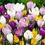 Multicoloured | Corcus