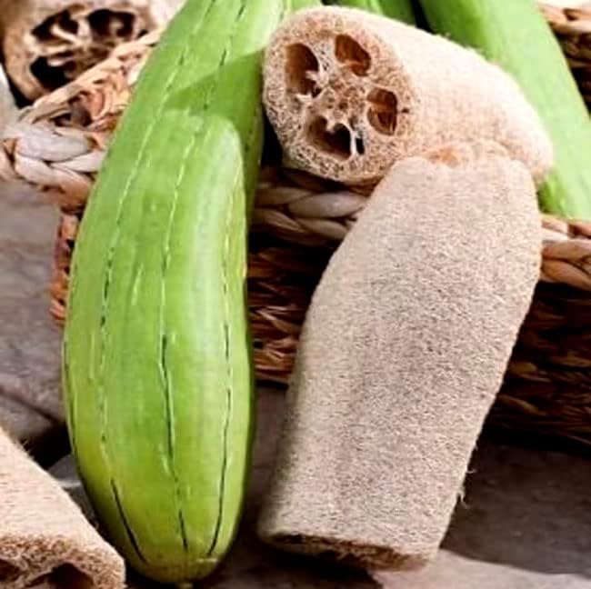 Gourd Luffa 15 Seeds + Freebie + Plant tag Vegetable Sponge, Yellow