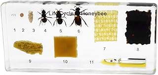Honey Bee Life Cycle Specimen Animal Specimens Science Classroom Specimens for Science Education