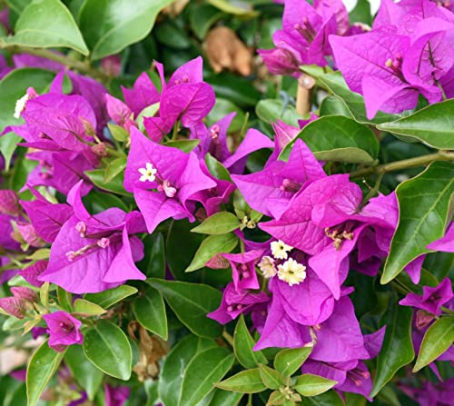 320+ Bougainvillea Seeds for Planting