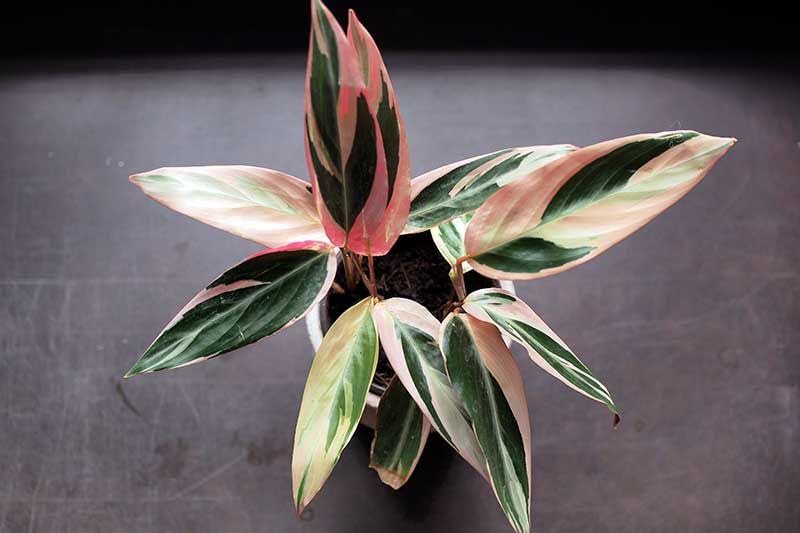 Natural Decor Live, Lovely Color Pattern, Modern Home Fit, Indoor Purifier, Garden Nursery Quality (1 Healthy Live Plant)-image-9