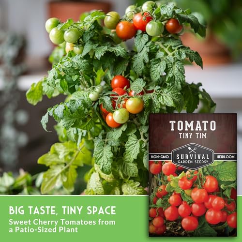 Tiny Tim Tomato Seeds - Dwarf Cherry Tomatoes for Planting Indoors or Patio, Compact Heirloom Variety for Containers, High Yield, Non-GMO - Survival Garden Seeds (3 Packs)