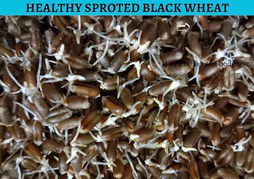 Image of Eywa Seeds & Exports Pvt Ltd Black Wheat Grains (5 Kg) For Eating And Cooking|Kale Gehu Daane|Produce Of India From Organic Farms By Eywa