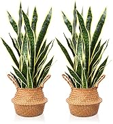 MOSADE Artificial Snake Plant 37” Fake Potted Sansevieria with Handmade Seagrass Basket, Perfect ...