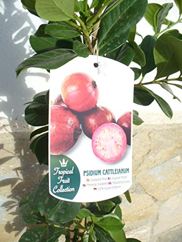 1 Planta - Guava de Fresa - Psidium cattleianum, Guava de Cerezo, Fruta de Salud 110-125 cm