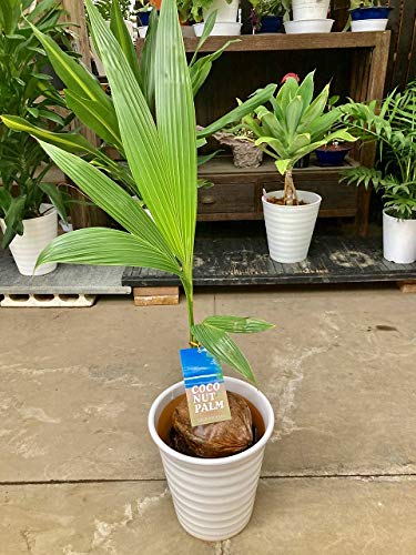 大特価！2鉢価格！ココヤシ　苗　苗木　ココナッツバーム　7号鉢　ヤシの木 bloomgrace_sa-0768
