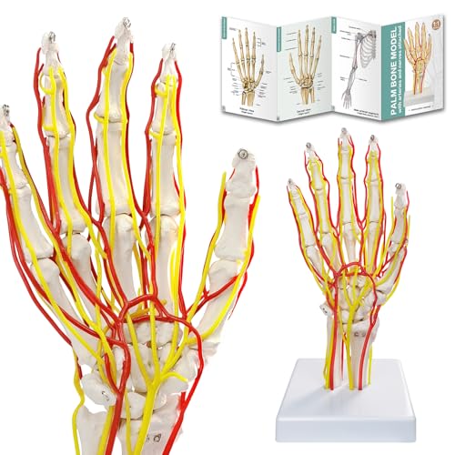 Image of Hand Artery Model, Hand Model, Life-Size Hand Skeleton Model with Arteries - Detailed Anatomy for Medical Research and Patient Education