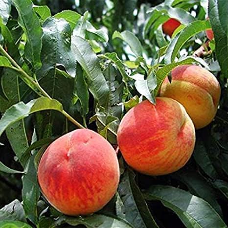 Image of Peach Fruit Live Plant (Andu) - Outdoor Fruit Plant | High Yield Variety | Grows Well in All Climates | Pack of 1 Healthy Live Plant