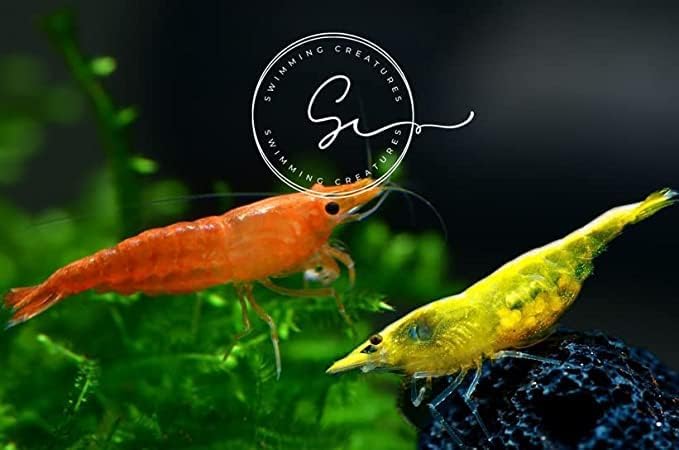 Swimming Creatures™ Premium Neocaridina Shrimp – Fun Two-Color Combo for a Vibrant Aquarium (5 Orange 5 Yellow)