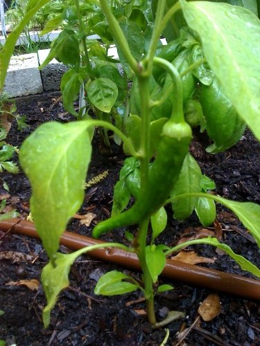 Amazon.com : Clovers Garden Salsa Pepper Plants- Two (2) Live Plants   Non-GMO - Not Seeds  Each 4"-8" Tall in 4 Inch Pots - Medium Heat : Chile  Pepper Plants : Patio, Lawn & Garden