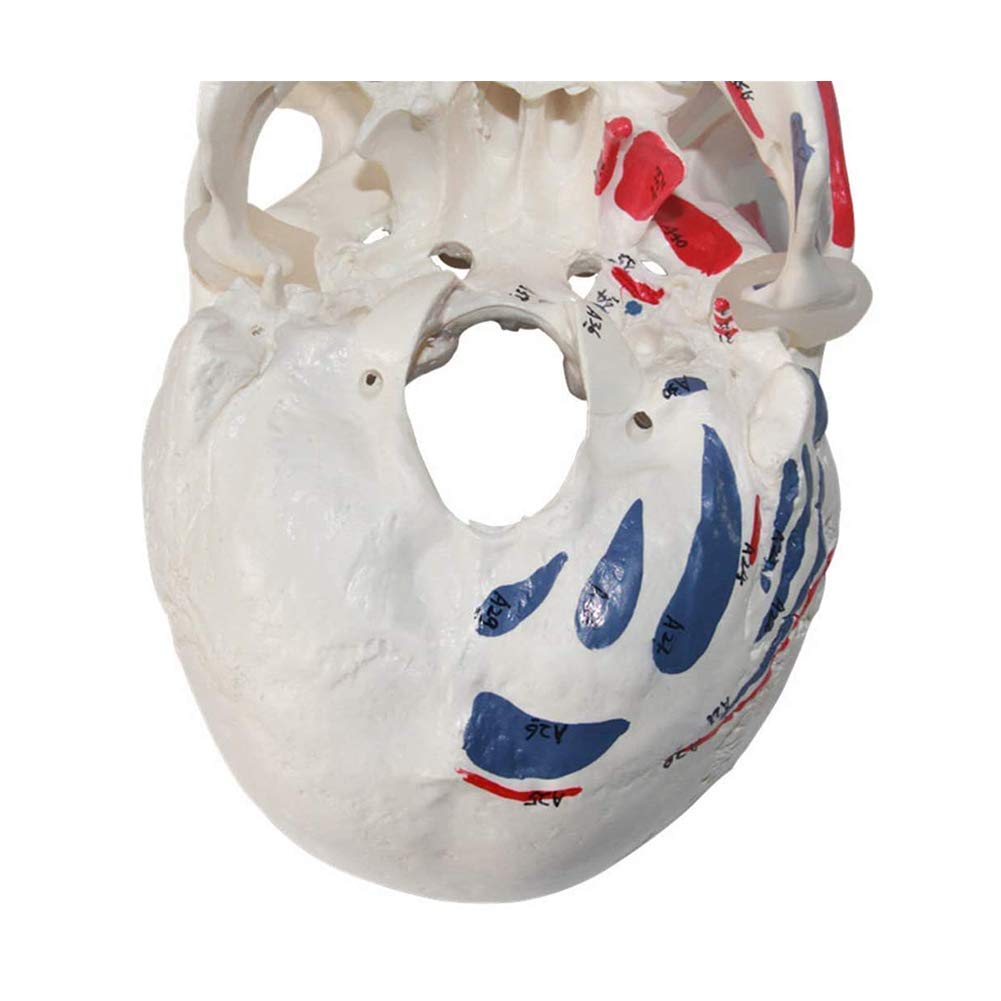 Anatomiczny model ludzkiej czaszki naturalnej wielkości do studiów anatomii, idealny do edukacji naukowej, nauczania i projektów klasowych, szczegółowe funkcje dla lepszej nauki
