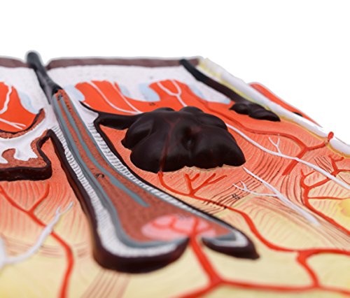 Image of EISCO Human Skin Model, 300x Enlarged - with Hand Painted Details - Mounted on Base, 13 inch x 10 inch