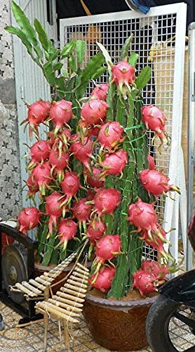 ShopGreen Red Dragon Fruit Plant,Hybrid Special Variety (Fruit After 1 Year) Pack of 1 (B0C3F2Z7T2) Amazon Price History, Amazon Price Tracker