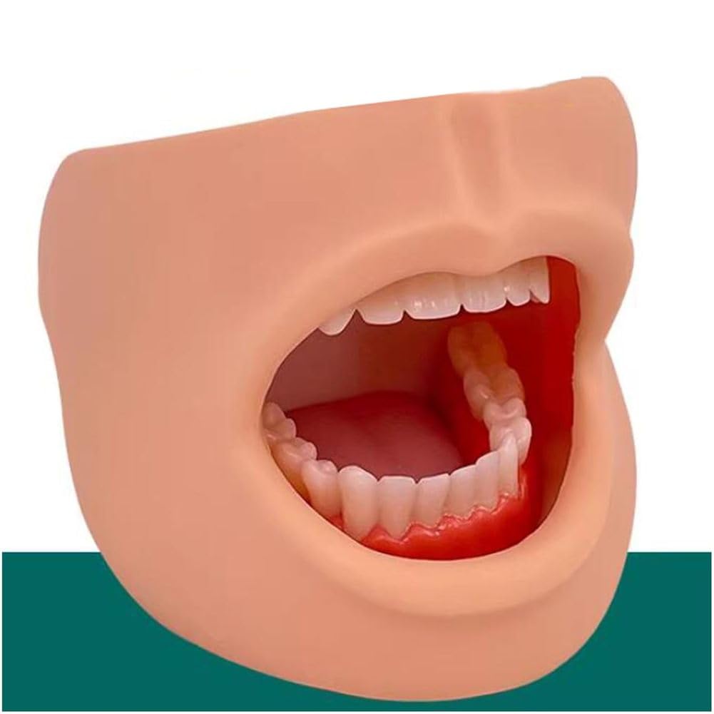 Modello di cura dentale per denti e lingua, strumento didattico per la salute dentale delle guance, modello dimostrativo per l'educazione all'igiene orale