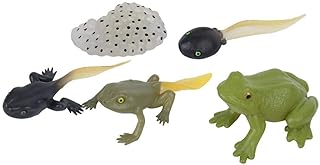 High Simulating Frog Growth Cycle Model, Vivid Early Education Statue Model Set Science Kit
