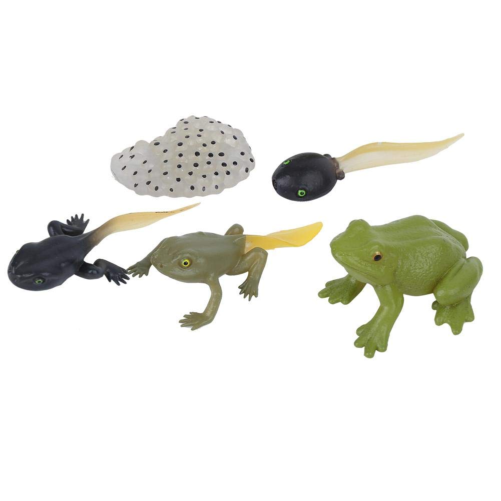 Zerodis High Simulating Frog Growth Cycle Model, Vivid Early Education Statue Model Set Science Kit