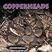 Produktbild Copperheads