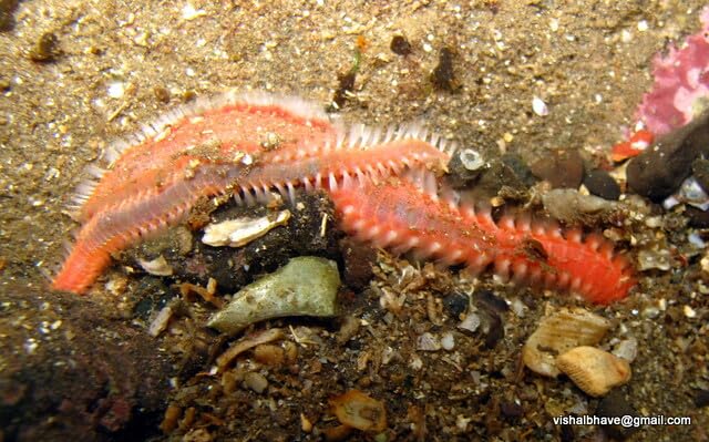 10 Live Saltwater Bristleworms Bristle Worm The Best Clean Up Crew for Saltwater Marine, Tank Reef...