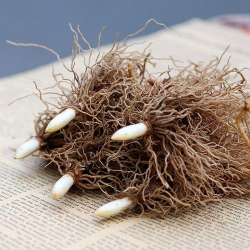 MaiglöCkchen Zwiebeln Winterhart MehrjäHrign,Maiglöckchen Pflanze,Maiglöckchen Zwiebeln Kaufen Maiglöckchen Kaufen,MaiglöCkchen Pflanzen Winterhart,Gärten Geschenk bereit,Landschaftsbau-15zwiebeln-a Garten