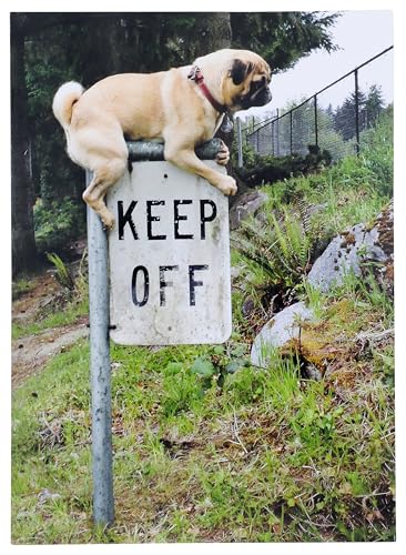 Pug Keep Off Sign - Avanti Funny Dog Birthday Card