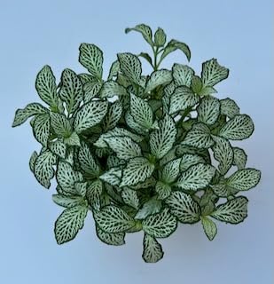 Fittonia Plant - Nerve Plants | Terrarium Plants | 8cm Pot Height 10-15cm Approx (Mosaic White Tiger) โ image 1