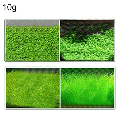 quanjucheer 10g Big Cow Hair/Calf Hair/Large Leaf/Small Leaf Seeds Aquarium Decorative Seeds Plants Live Plants Fish Tank Decorative Landscape Decoration Mini Leaf Seeds 10g