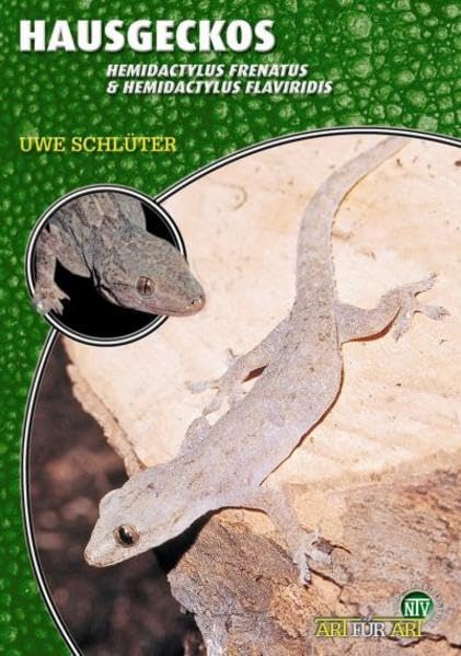 Hausgeckos: Hemidactylus frenatus & Hemidactylus flaviviridis...