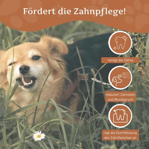 Wildfang® Kaffeeholz für Hunde – natürliches, unzerstörbares Kauspielzeug aus Kauholz für Aggressive Kauer & Welpen im Zahnwechsel, Zahnpflege Spielzeug Hund, Größe XXS (unter 5 kg)