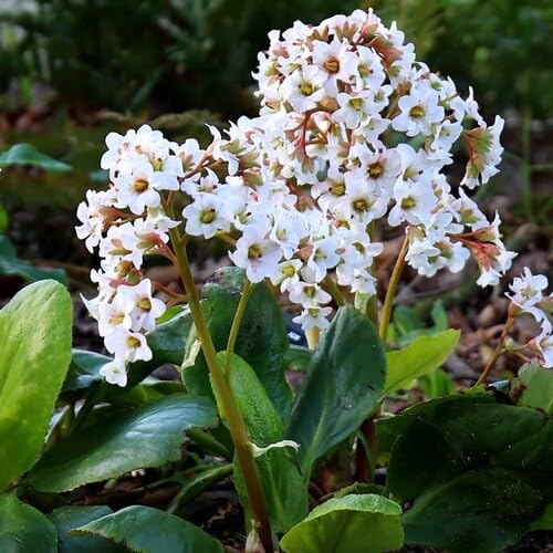 100pcs White Bergenia Cordifolia Flower Seeds
