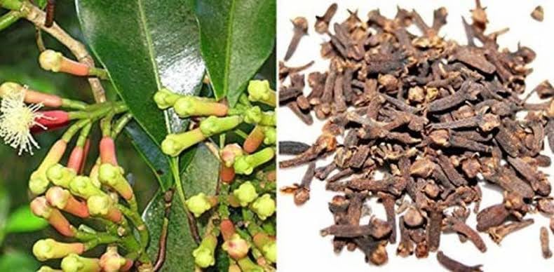 AR PLANT All Spice Plant Combined Flavour Of Cinnamon, Nutmeg and Clove (1 Healthy Plant) Rare All Spice Sarvasuganthi Plant Pimenta Dioica Plant (B0D98JTFP6) Amazon Price History, Amazon Price Tracker