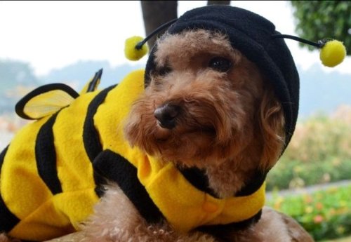 Amazon | ワンコ服 黄色いミツバチ 蜂 ペット 洋服 蜜蜂 ミツバチ ハチ