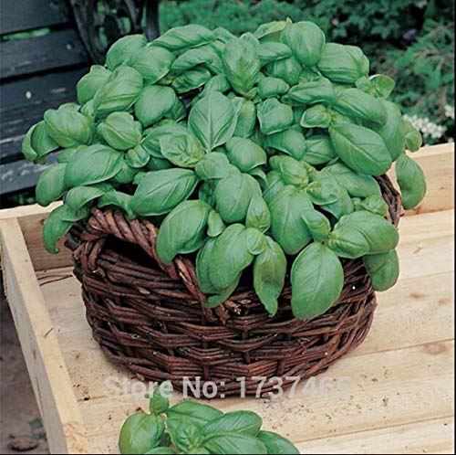 Plentree Samen Paket: Importierte Echt 50pcs Basilikum Ocimum basillicum, Einjährige Topf kostenlos Versandhausgarten: 6 - Image 3