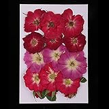 Aus natürlichen Blumen und Blättern, wodurch jedes Stück leicht in Größe und Form variiert;