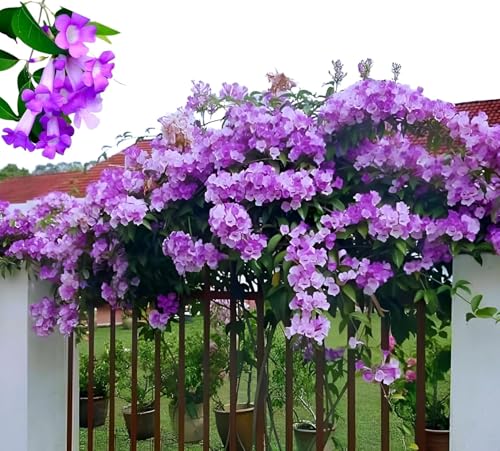 Image of Garlic Vine Live Flowering Vine Plant for Home Garden Balcony Terrace Outdoor | Healthy Plant with Purple Blooms | Natural Fragrant Climber for Vertical Gardening and Greenery