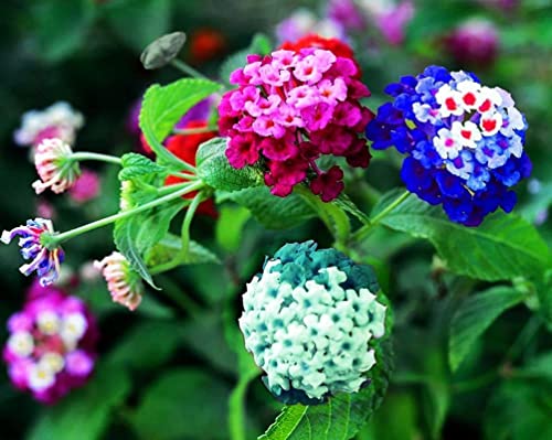 Lantana Flower Seeds for Planting - 100+Pcs Mixed Color Flower Seeds to Plan Lantana Flower Seeds for Planting - 100+Pcs Mixed Color Flower Seeds to Plan