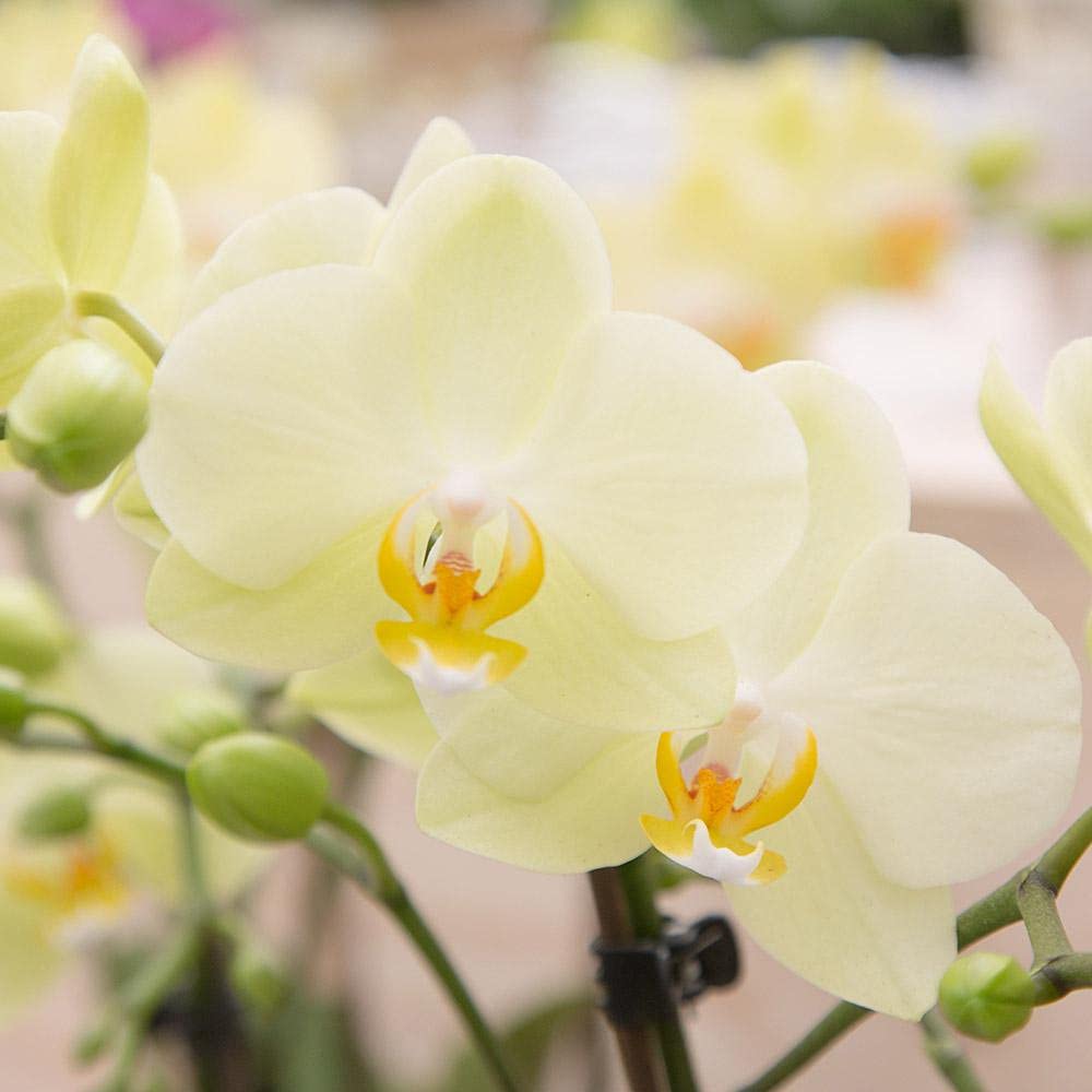 KOLIBRI Orchids | gelbe Phalaenopsis-Orchidee - 34cm hoch - Topfgröße Ø9cm|blühende Zimmerpflanze - frisch vom Züchter, Grün