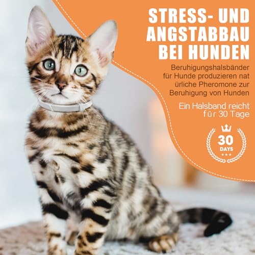 Beruhigendes Halsband für Katzen, Pheromon-Katzenhalsband, zur Linderung von Angst und Stress, verstellbar, wasserabweisend, beruhigende Halsbänder, 6 Stück (grau)